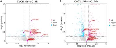 Exploration of immune response mechanisms in cadmium and copper co-exposed juvenile golden cuttlefish (Sepia esculenta) based on transcriptome profiling